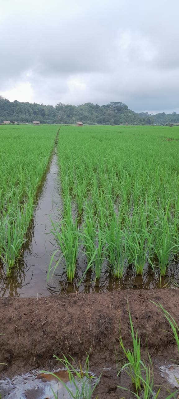 Hasil pertanian Desa Kuta Inang