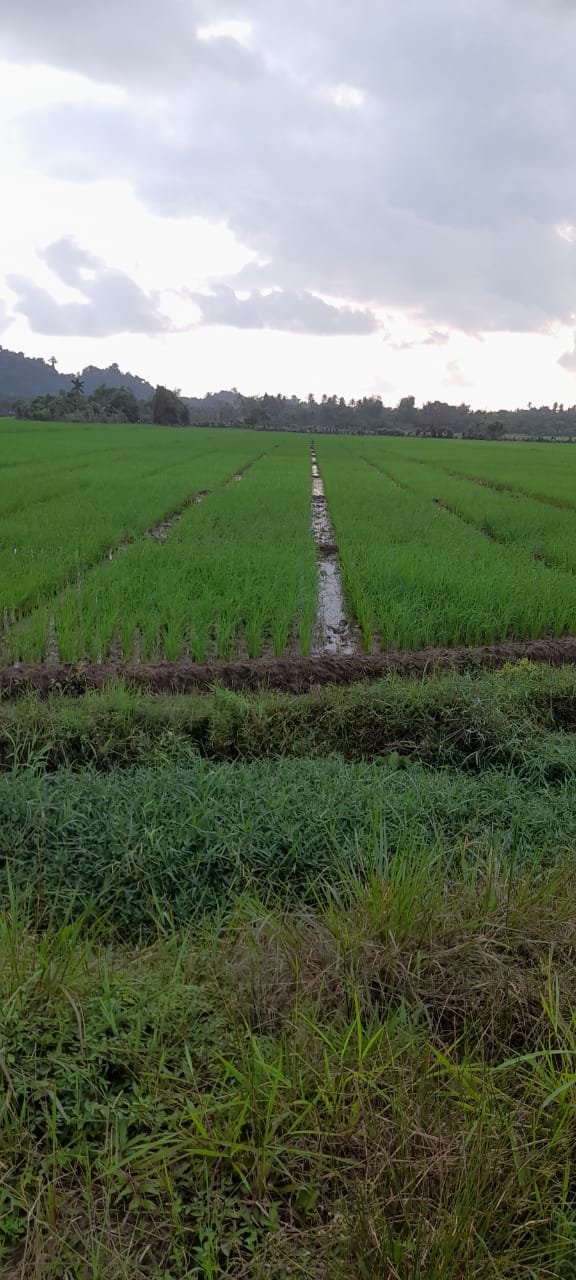 persawahan Desa Kuta Inang